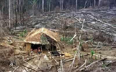L'ambiente in pericolo: la deforestazione