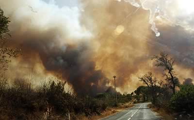 L'ambiente in pericolo: gli incendi estivi